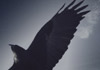 Crow Story