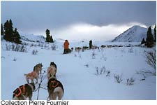 Dog Mushing