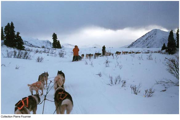 dog mushing